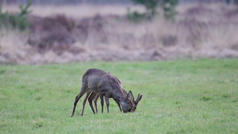 Roe deer grazing on a bog meadow at morning, spring, north rhine westphalia,  (capreolus capreolus), germany