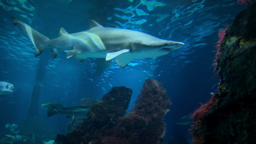 Sharks in the aquarium close-up shot | Shutterstock HD Video #1091554901