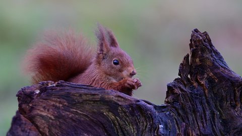 European red squirrel sitting on an old tree stump looking for hidden food, winter, north rhine westphalia, (sciurus vulgaris), germany