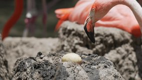 This close up video shows a mother flamingo checking on, touching, and protecting her egg.