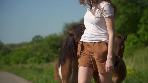A woman feeds horses and ponies in a green meadow. Walk in nature on farm. Domestic cattle. Horses graze and eat grass. Caucasian girl strokes and cares for a pet. The stallion eats from the hand.