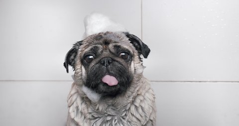 Portrait of a funny dog, cute pug dog with soapy foam on the head while bathing in the shower. Funny dog with soap foam on the head, funny bath concept. Сlean dog