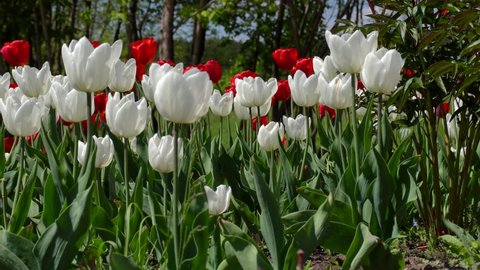 Flowerbed with white and red tulips.