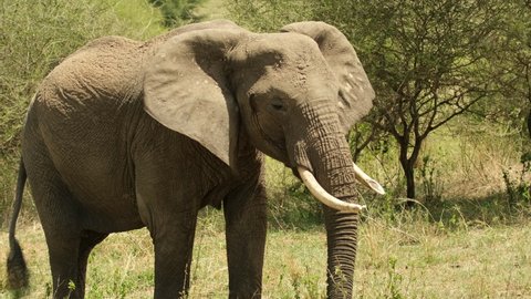 The elephant diligently stuffs its belly with fresh grass, plucking it with its trunk and stuffing it into its mouth in the meadow of the African savannah. Side view