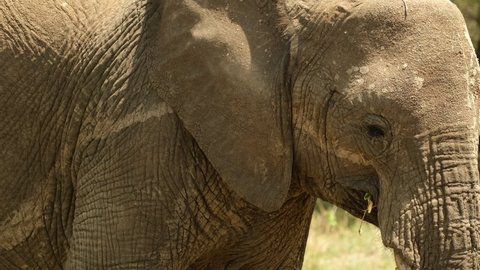 Close-up, side view of a happy elephant walking through the grasslands in the African savanna and joyfully chewing grass