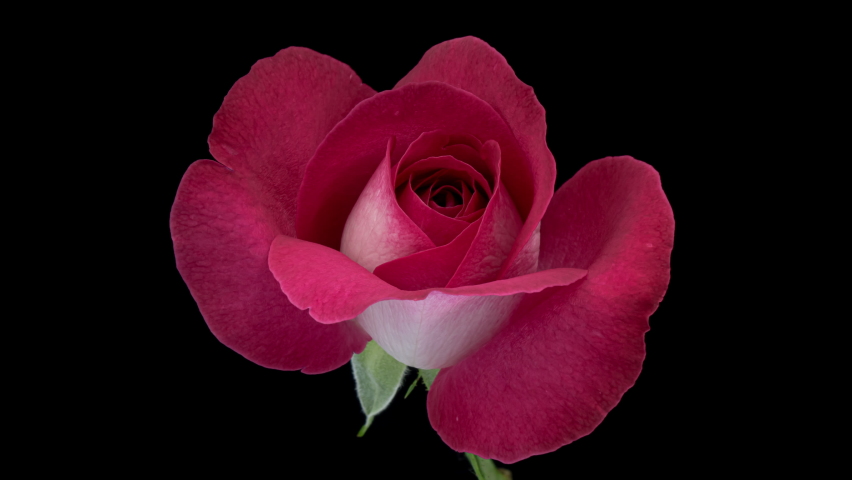 Beautiful opening pink rose on black background. Holiday, love, birthday design backdrop. Bud closeup. Macro. 4K video timelapse | Shutterstock HD Video #1091565395