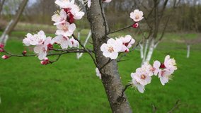 Fruit tree branch with blossom, soft focus background