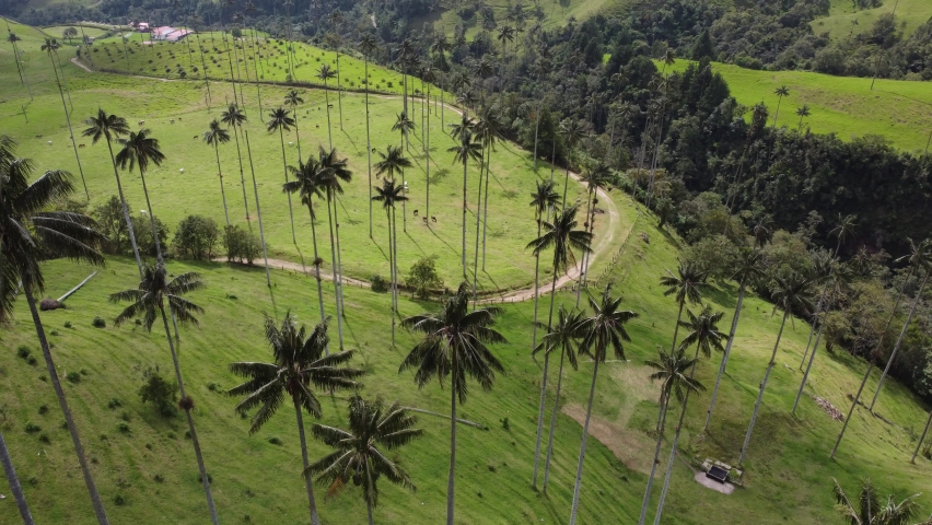 Valley of tall palms and a path Royalty-Free Stock Footage #1091567095