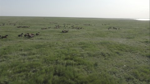 Wild Horses Running, Wild mustangs run on the beautiful green grass. Herd of horses, mustangs running on steppes aerial view. Slow motion no color grading, 10 bit DJI DLog-M profile video