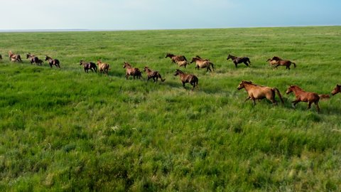 Wild Horses Running, Wild mustangs run on the beautiful green grass, Dust from under the hooves. Herd of horses, mustangs running on steppes aerial view. 4K 10 bit color video