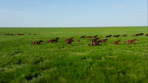 Wild Horses Running, Wild mustangs run on the beautiful green grass. Herd of horses, mustangs running on steppes aerial view. Slow motion, 10 bit color video