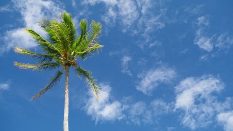 Coconut palm tree view in waving slow motion. Green palm tree on blue sky background. View of palm tree against sky. Beach on tropical island. Palm trees at sunlight with copy space, summer background