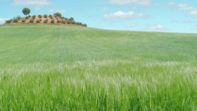 Panoramic view of Green Wheat Field blowing in the wind with a blue sky full of white clouds in the background