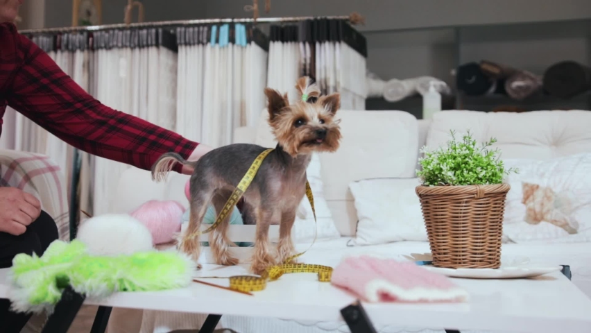 Cute puppy yorkshire terrier standing on the table with a measure tape on its neck