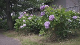 Hydrangea flower Cinematic video 2022