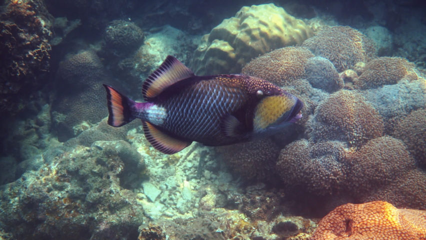Underwater video of Titan Triggerfish or Balistoides viridescens in Gulf of Thailand. Giant tropical fish swimming among reef. Wild nature, sea life. Scuba diving or snorkeling.  Royalty-Free Stock Footage #1091572283