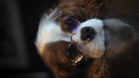Vertical video for social networks, a funny puppy in purple glasses looking at the camera, a beautiful dog of the Cavalier King Charles Spaniel breed