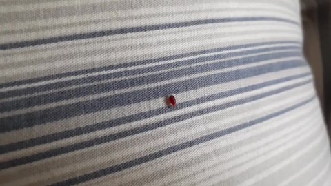 Bed bug crawling on bed linen. Bed bug crawling on pillow in bed
