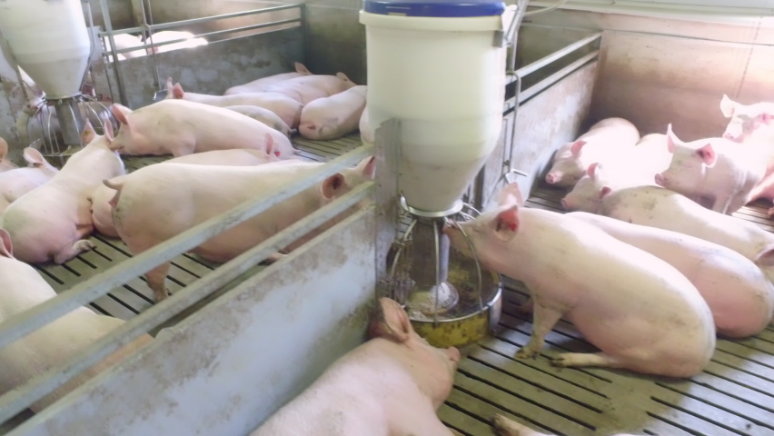 Pig Animals Eating Food And Drinking Water In Barn At Farm. Maintaining Pig Animals In Good Condition. Barn With Curious Pig Animals Sniffing Air With Snouts. Pigsty In Barn. Husbandry. Farming | Shutterstock HD Video #1091575321
