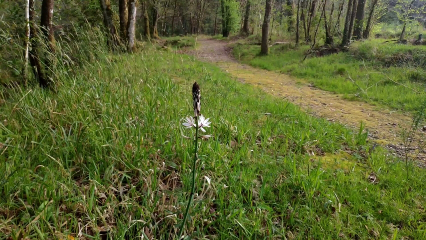 Asphodelus albus, asfodelo, known as San José rod, a wild-flowering plant that grows on a dirt trail on the hiking trail with centuries-old oaks. Blocked point of view. Lugo, Galicia, Spain