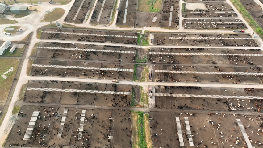 High aerial of sprawling cattle feedlot in Texas, USA. Confined feeding operation and CAFO.