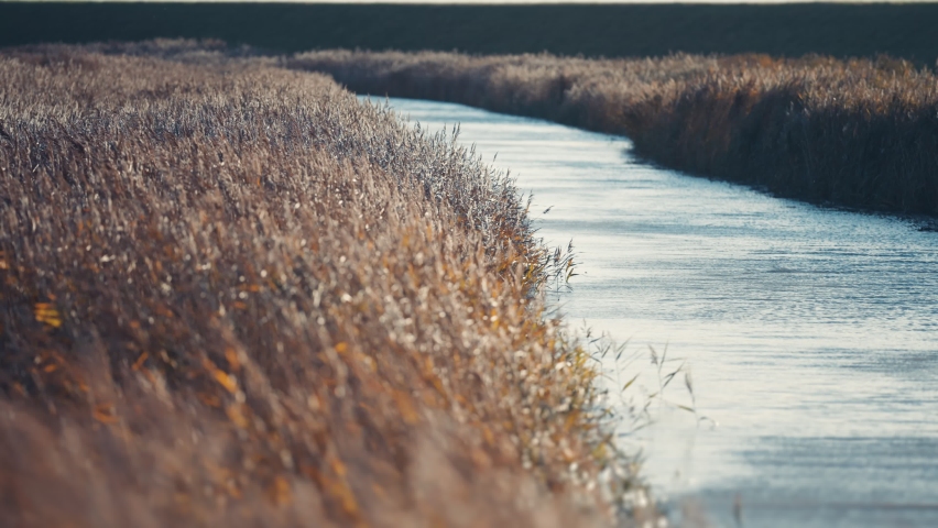 Dry reeds sway in the wind on the riverbank. Slow-motion, pan left Royalty-Free Stock Footage #1091579391