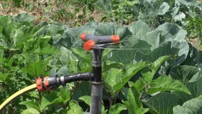 Gardening, horticulture and vegetable gardening on the farm. Agriculture. Growing organic vegetables in the beds. Sprinkler watering at a slow pace. slow motion. - Powered by Shutterstock - Get 15% off with code: PIKWIZARD15