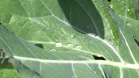 Gardening, horticulture and vegetable gardening on the farm. Agriculture. Growing organic vegetables in the beds. Sprinkler watering at a slow pace. slow motion. - Powered by Shutterstock - Get 15% off with code: PIKWIZARD15