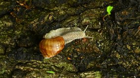 VERTICAL VIDEO, Snail Helix pomatia on the bark of an alder tree (Alnus glutinosa L.)