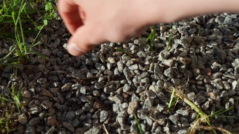 Close up of hands of gardener removing weeds from stony ground.