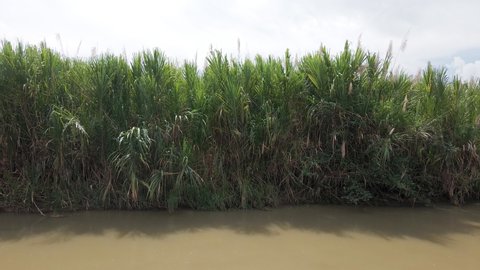 The rio cotos riverbanks dominated by numerous tall, juicy reed plants. Slow ascending flyover