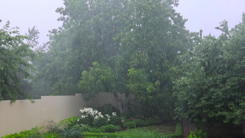 Blowing wind, rain, hurricane, damages the tree. Heavy rain and strong winds shake the trees. Downpour, gusts of storm wind. shower. Stormy weather, heavy rain outside. Rainy weather Royalty-Free Stock Footage #1091587233