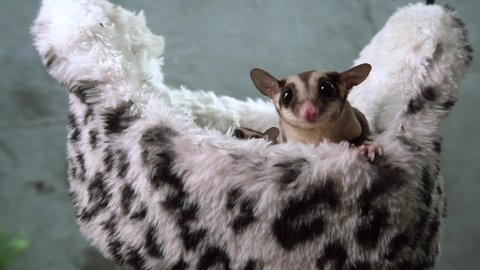 53 Sugar Glider Isolated On White Stock Video Footage - 4K and HD Video Clips | Shutterstock 53 Sugar Glider Isolated On White Stock Video Footage - 4K and HD Video Clips | Shutterstock