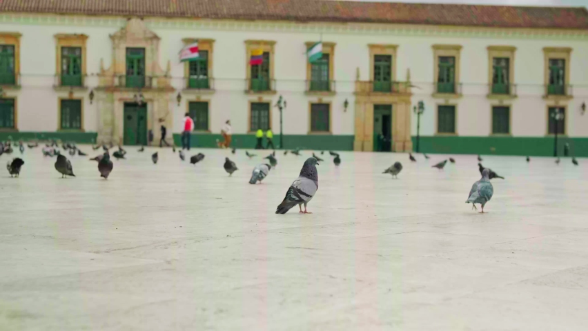 Pigeons walking in the plaza de bolivar in tunja colombia