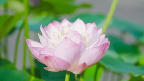 HD close-up video material of summer lotus flowers and leaves