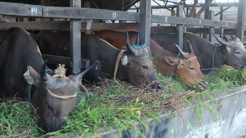 Video 4k of cows on the farm eating grass, Prepare to be sacrificed on Eid al-Adha | Shutterstock HD Video #1091589499