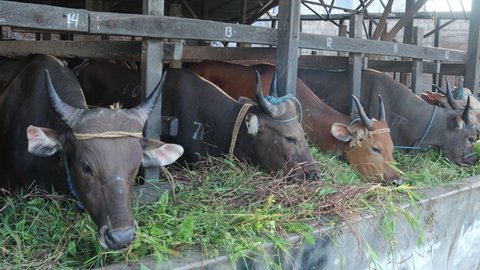 video 4k of cows on the farm eating grass, Prepare to be sacrificed on Eid al-Adha