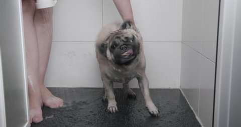 Cute funny pug dog taking shower, bath. Wash after the walk to stay clean and safe. Owner is bathing his pug dog with dog shampoo. Bath the pet with hygiene care