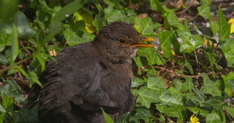 Blackbird preening feathers with beak and scratching with legs close up slow motion sunshine