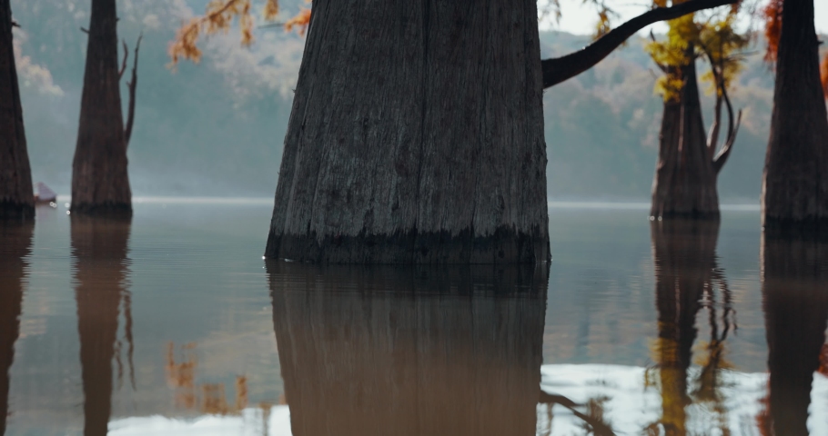 Lake and trees with red needles in United States. Autumnal swamp cypresses with reflection on water.