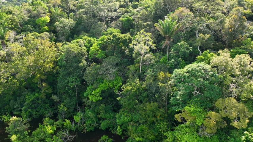 Nature tropical Amazon forest at Amazonas Brazil. Mangrove forest. Mangrove trees. Amazon rainforest nature landscape. Amazon igapo submerged vegetation. Floodplain forest at Amazonas Brazil. Royalty-Free Stock Footage #1091591761