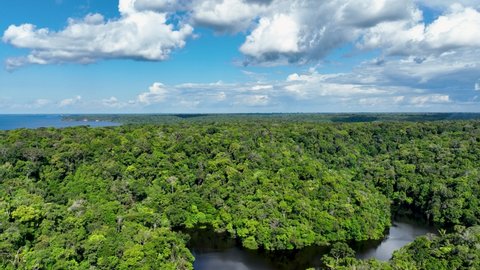 Manaus Brazil. Amazon Forest affluent of giant Black River at Amazonian Biome. Natural wildlife landscape. Global warming logging deforestation. Amazon rainforest wildlife. Amazon biodiversity.