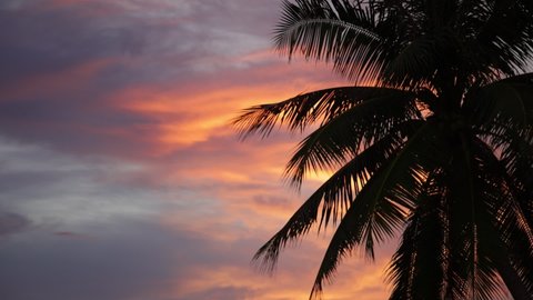 Slow-motion video, the silhouette of coconut tree under sunset shadow, at Patong Beach, Phuket, Thailand.