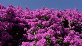 Bougainvillea bush with purple beautiful flowers. Nature video flowering composition. summer vibes mood with bright colors of blue sky and blooming plant. Moving flowers background footage 