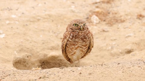 Cute Burrowing Owl Shot in the Desert Near Los Angeles