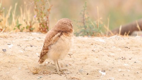 Young Burrowing Owl Shot in the Desert Near Los Angeles