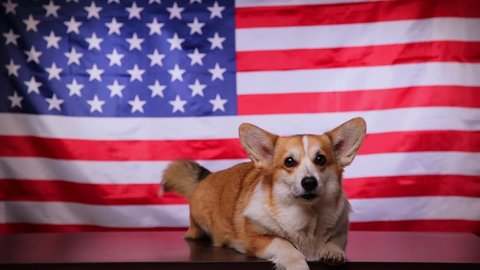 A corgi breed dog lying cute and barking in front of an American flag. Proud dog in front of the American flag on Independence Day, July 4. Concept of America. Funny dog face.