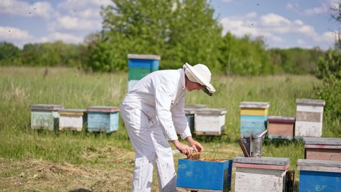 Apiarist pulls the frame covered with bees out of hive. Man in special suit takes care of his bee farm. Nature backdrop in blur.
