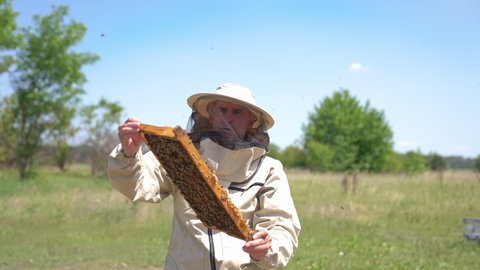 Old male apiculturist holding a honey frame covered with bees. Man looking through carefully at honeycombs.