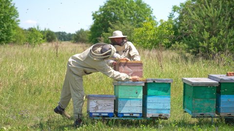 Beekeepers busy at bee farm. Younger apiarist lifts a wooden beehive and takes it to another place. Nature backdrop.